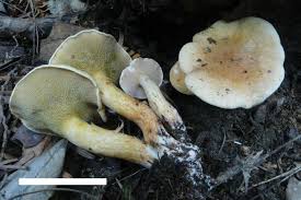 Image result for Suillus wasatchicus