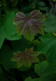 Image result for Lepistemon