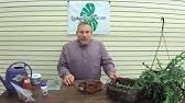Propagating plants might sound like a drag, but depending on what type of plant you're working with, it can be simple. How To Propagate A Lipstick Plant Youtube