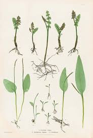 Image result for Ophioglossum vulgatum