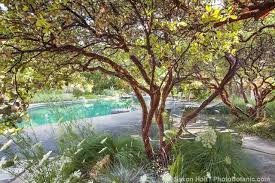 Pin On Native Plants