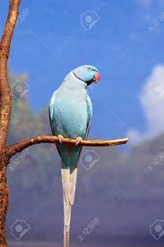 We did not find results for: Blue Indian Ring Neck Parrot Sitting On A Branch With Wire Cage Background Against A Blue Sky Stock Photo Picture And Royalty Free Image Image 106300567