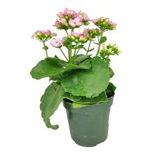 Image result for Kalanchoe calandiva