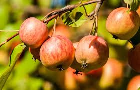 And if your cat likes to play with apples, he may be tempted to take a bite. Can You Eat Crab Apples Poisonous To Dogs Backyarddigs