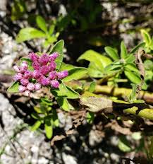 Image result for Pluchea dioscoridis