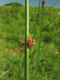 Image result for Schoenoplectus muriculatus