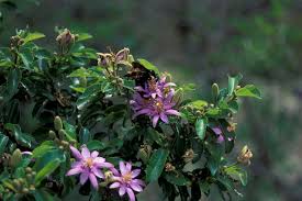 Image result for Clappertonia polyandra