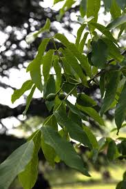 Image result for Juglandaceae