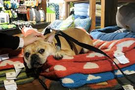 Locally owned for over 40 years. Directory Of Pet Stores In Greensboro Nc Bringfido