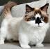 Munchkin kittens for sale near me - Scottish fold for sale