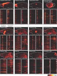 Proteine atlas rat / proteine atlas rat : Genome Wide Atlas Of Gene Expression In The Adult Mouse Brain Nature