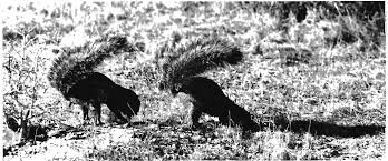 Image result for Sida hoepfneri