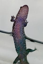 Image result for Elatostema monticola