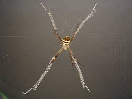 My pet st andrews cross garden spider is proving to me she's not to be messed with. St Andrew S Cross Spider The Australian Museum