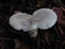 Image result for Clitopilus prunulus