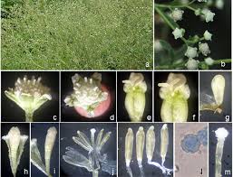 Image result for Parthenium