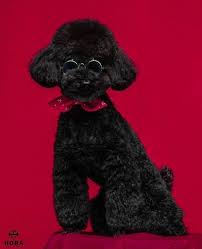 Ada ras anjing bertubuh besar dan ras anjing bertubuh kecil. Toben Chanyeol 200501 Magazine Hora Anjing Lucu Anjing Lucu