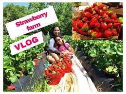 vlog strawberry picking قطفنا فراولة من المزرعة ووصفة مربى الفراولة strawberry picking strawberry strawbery