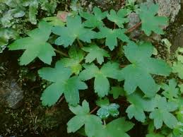 自然を食べる Satoyama Plants Nature