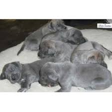 He's a bundle of energy. Cali Blues Great Dane Breeder In Fresno California