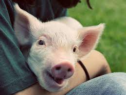 Information and translations of pig in the most comprehensive dictionary definitions resource on the web. Pig Castration Is Extremely Painful But It Doesn T Have To Be Vox