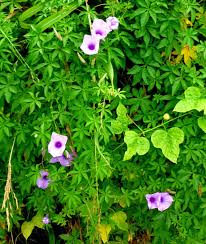 Image result for Ipomoea mauritiana