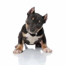 When it comes to producing a litter of puppies, some breeders are wanting to produce a certain color. What Are The Tri Color Bullies