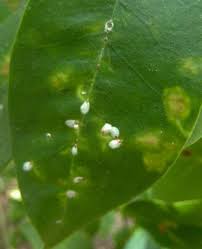 Image result for scale on plant