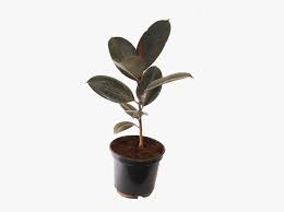 Included in purchase | (1) ficus elastica decora burgundy rubber tree plant | live indoor house plant in 6 grow pot watering | water when the top inch of the soil becomes dry, then thoroughly drench until the water drains into the saucer. Ficus Elastica Decora Rubra Rubber Plant Burgundy Transparent Rubber Plant Png Png Download Transparent Png Image Pngitem