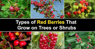Fruits are a type of healthy food that grow on trees or on other types of plants and usually contain seeds. Types Of Red Berries That Grow On Trees Or Shrubs Identification Guide