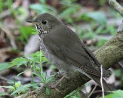 Black And White Bird With Long Yellow Beak Gray Cheeked Thrush Photos Birdspix Bird Life List Brown Bird Brown And Grey