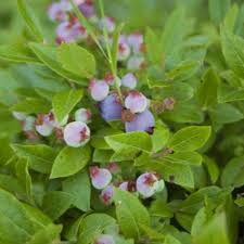 Image result for Vaccinium stanleyi