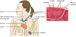 Image result for Thymus