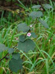 Image result for Urena lobata