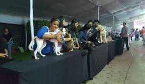 These Are The Best Animal Shelters In Mumbai Whatshot Mumbai We are a small, young group of vietnamese volunteers with the support of some international volunteers.