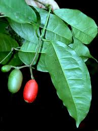 Image result for Gnetaceae