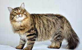 sibirskaya koshka opisanie sibirskaya koshka sibirskaya koshka foto sibirskaya koshka standart sibirskaya koshka