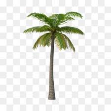 Asian Palmyra Palm Babassu Coconut Arecaceae Tree Studio Background Images Tree Clipart Palm Trees