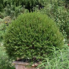 Image result for Myrtus communis