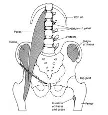 Image result for Psoas Sign
