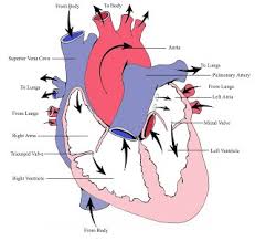 Fish hearts have just two chambers, an atrium and a ventricle (figure 1). Heart Anatomy On Different Vertebrates