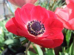 Red Anemone 50 Red Anemone Anemone Red Flowers