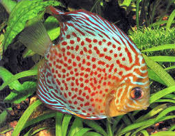 Discus Fish Symphysodon Aequifasciatus S Haraldi Fish