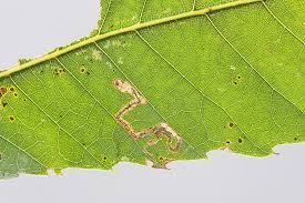 Image result for Stigmella samiatella
