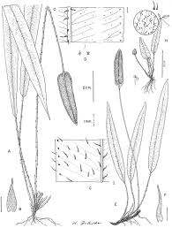 Image result for Elaphoglossum aubertii