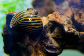 Nerite Snail Eggs Care Algae Eating Tips And Lifespan All About Nerite Snails Goodmorning Betta Tank Fresh Water Fish Tank Betta Tank Mates