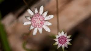 Dan pada video ini telah dijelaskan cara mudah membuat bunga matahari dari kain fla. Cantiknya Bunga Langka Yang Mekar Di Bekas Lahan Karhutla Australia