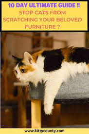 10 Day Step By Step Guide To Stop Your Cats Scratching Your Furniture Cat Training Cat Scratching Furniture Cats