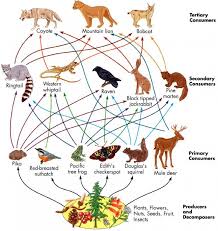 Diagram Showing Food Web In Rainforest Royalty Free Vector