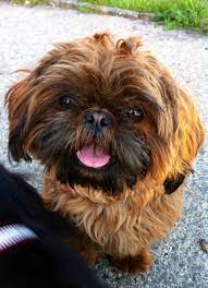 Liver is recessive to black. Chocolate Orange Half Imperial Shih Tzu For Stud Bc Brown Shih Tzu Dog Shih Tzu Imperial Shih Tzu